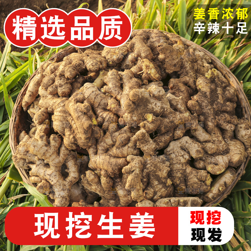 手里拿着新鲜生姜
