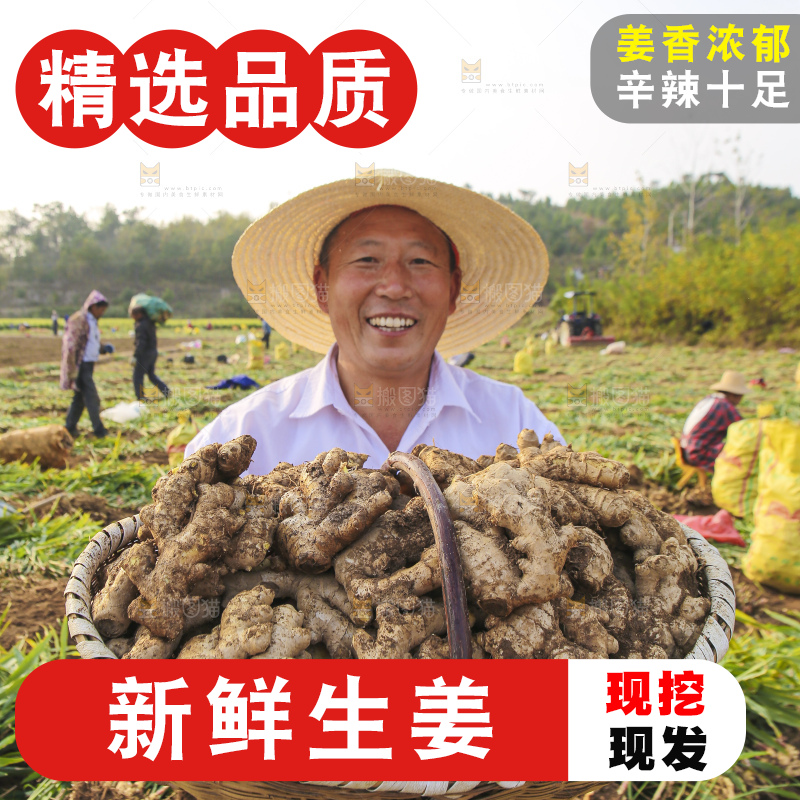 手里拿着新鲜生姜