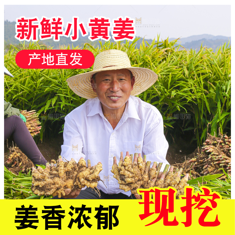 手里拿着新鲜小黄姜