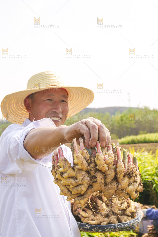 手里拿着新鲜小黄姜
