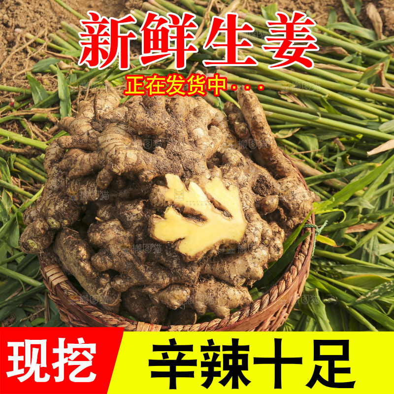 手里拿着新鲜生姜