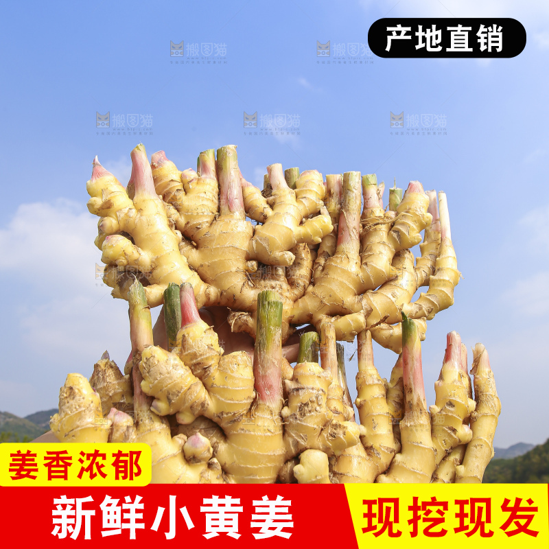 手里拿着新鲜小黄姜