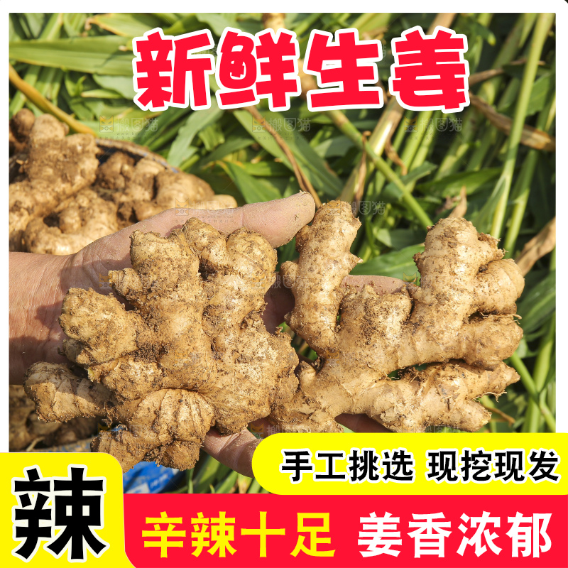 手里拿着新鲜生姜