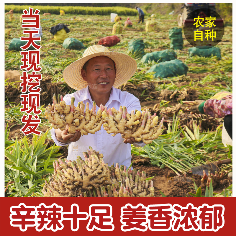 手里拿着新鲜小黄姜