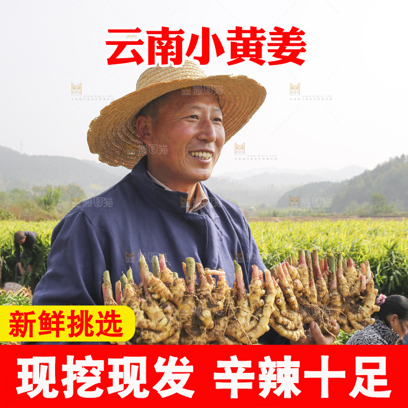 手里拿着新鲜小黄姜