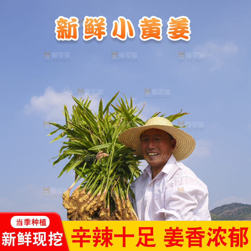 手里拿着新鲜小黄姜