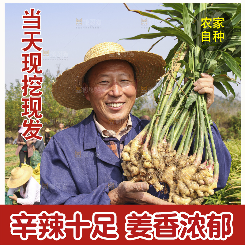 手里拿着新鲜小黄姜