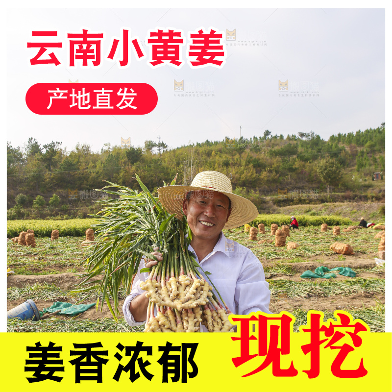 手里拿着新鲜小黄姜