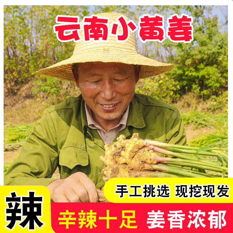 手里拿着新鲜小黄姜