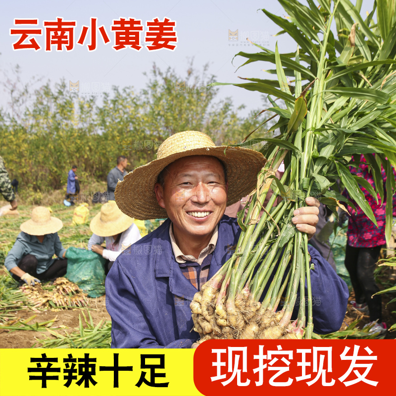 手里拿着新鲜小黄姜
