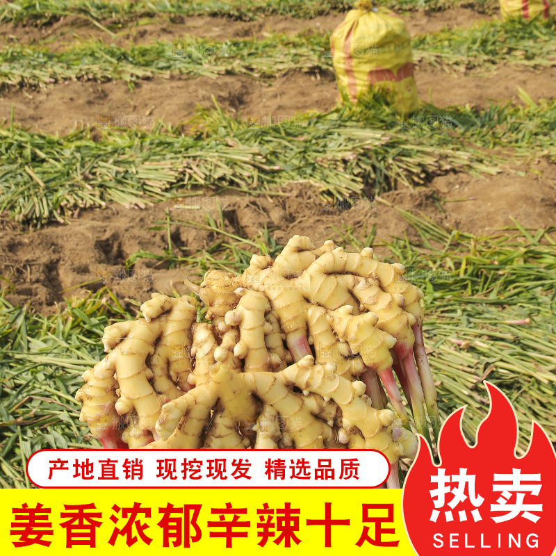 手里拿着新鲜小黄姜
