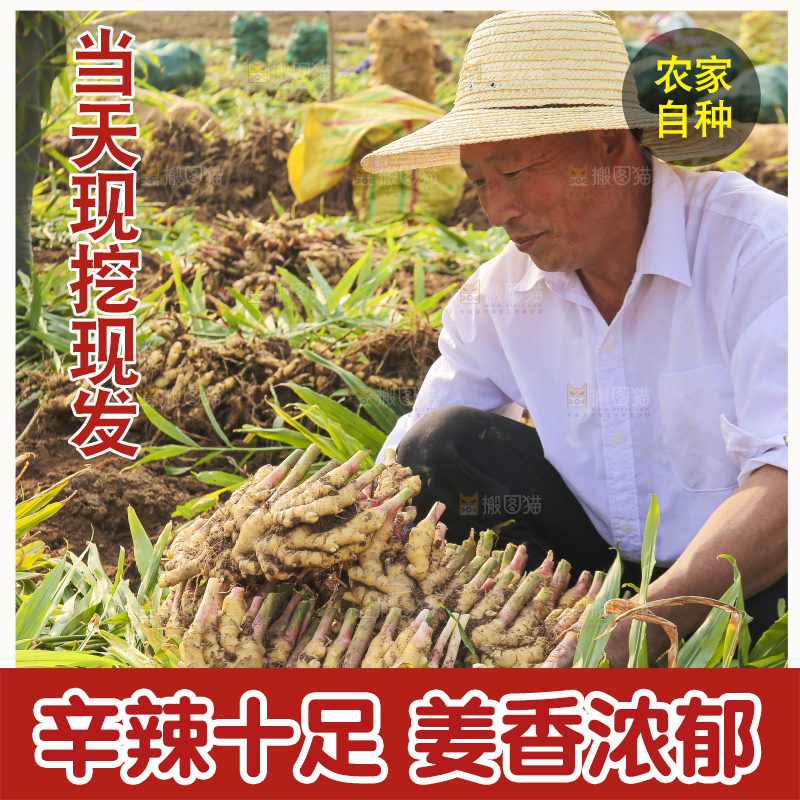 手里拿着新鲜小黄姜