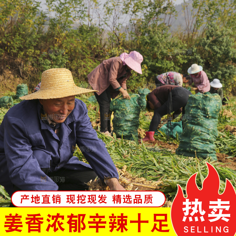 手里拿着新鲜小黄姜