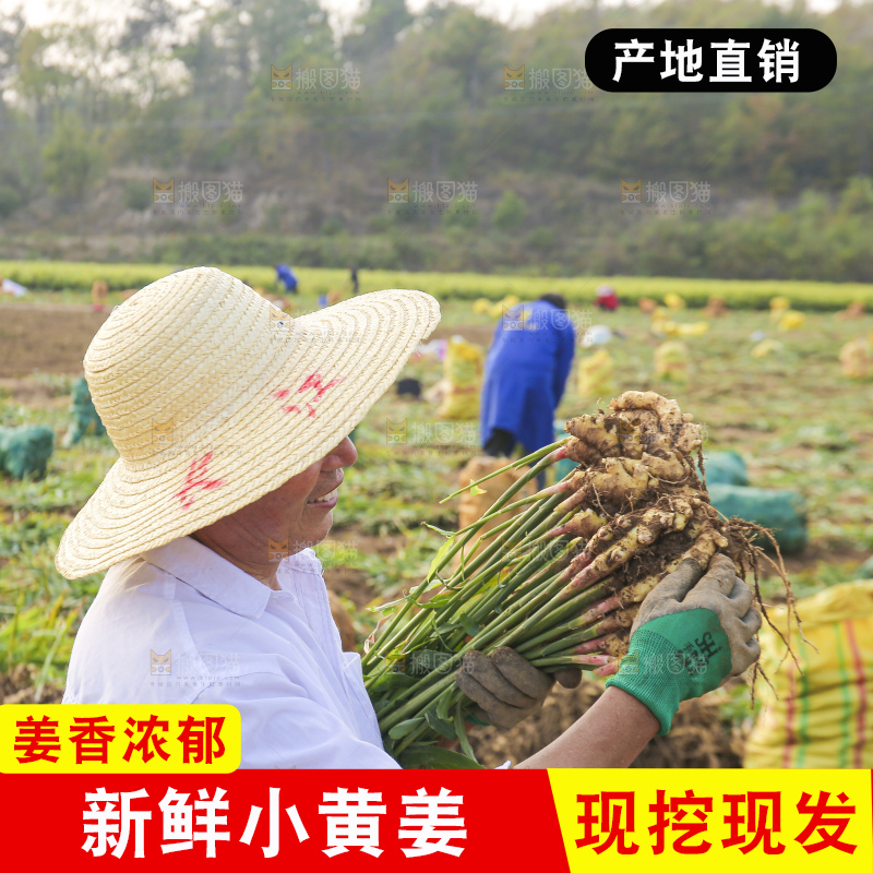 手里拿着新鲜小黄姜