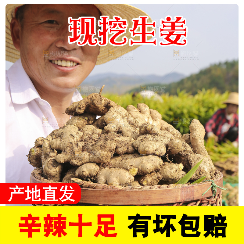 手里拿着新鲜生姜