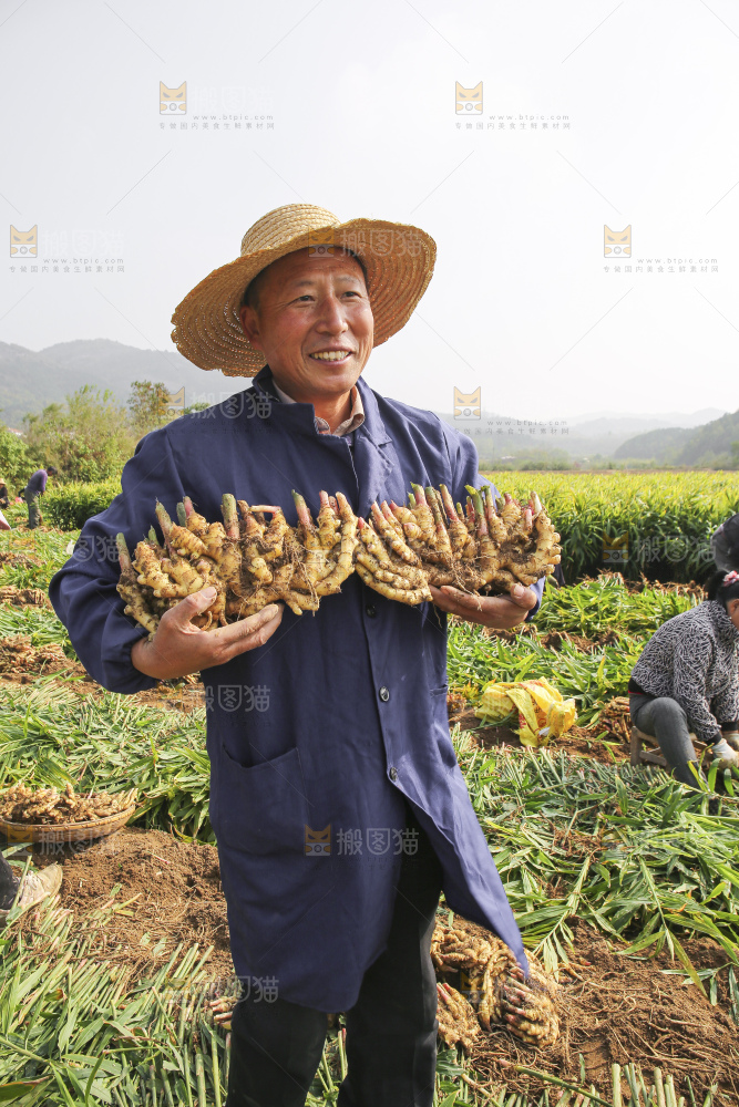 手里拿着新鲜小黄姜