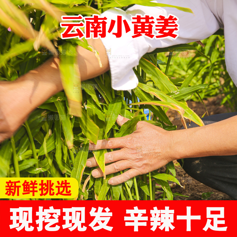 手里拿着新鲜小黄姜