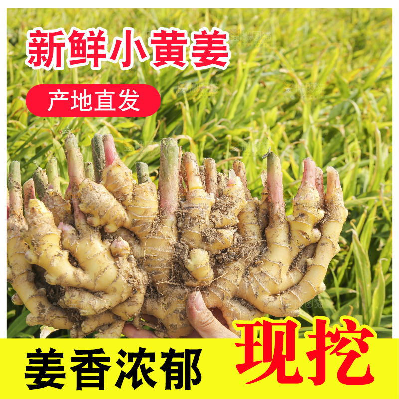 手里拿着新鲜小黄姜