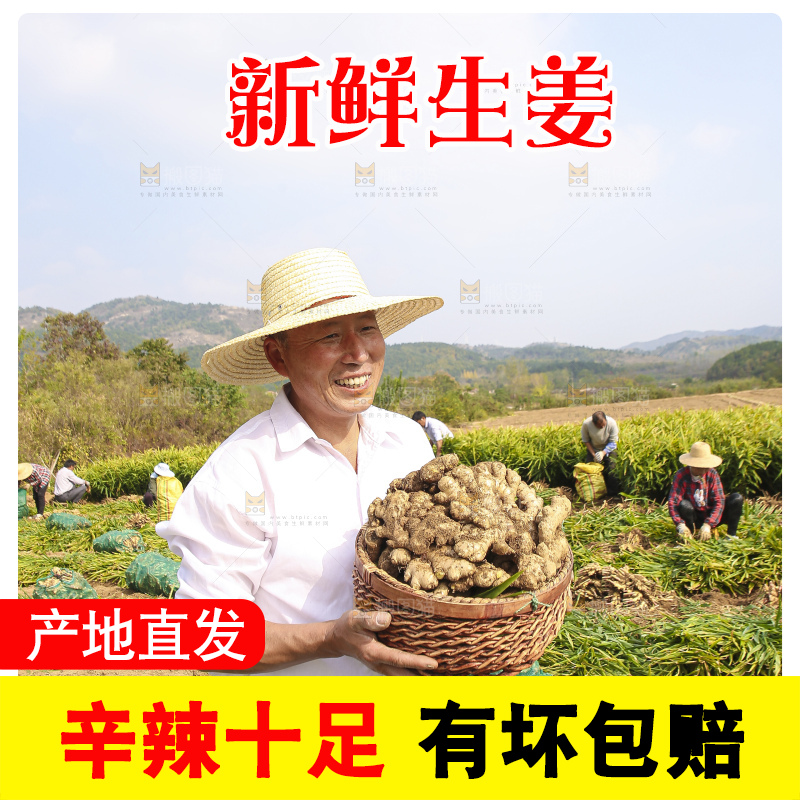手里拿着新鲜生姜