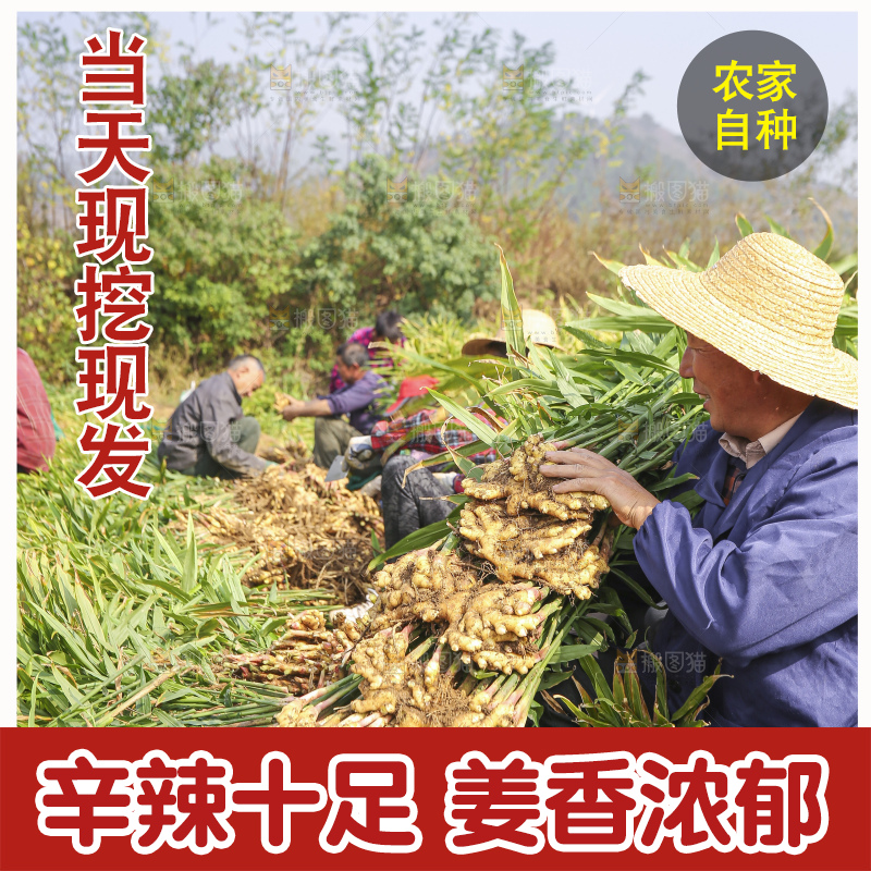手里拿着新鲜小黄姜