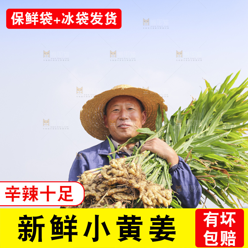 手里拿着新鲜小黄姜