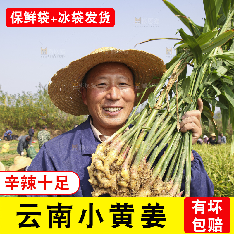 手里拿着新鲜小黄姜