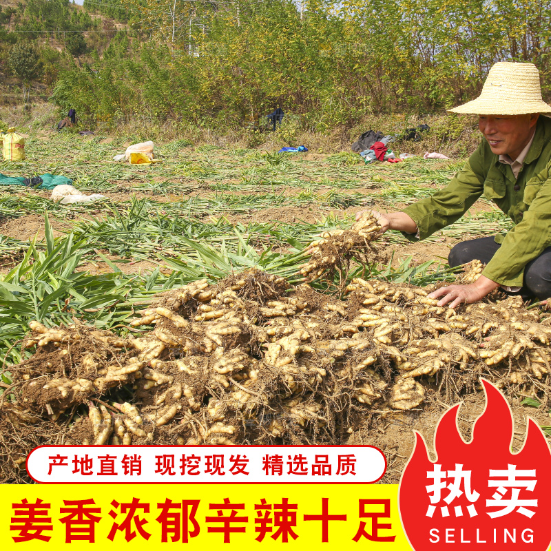 手里拿着新鲜小黄姜