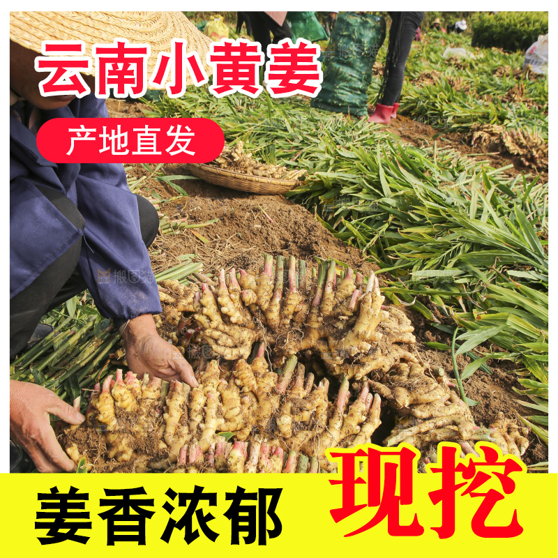 手里拿着新鲜小黄姜