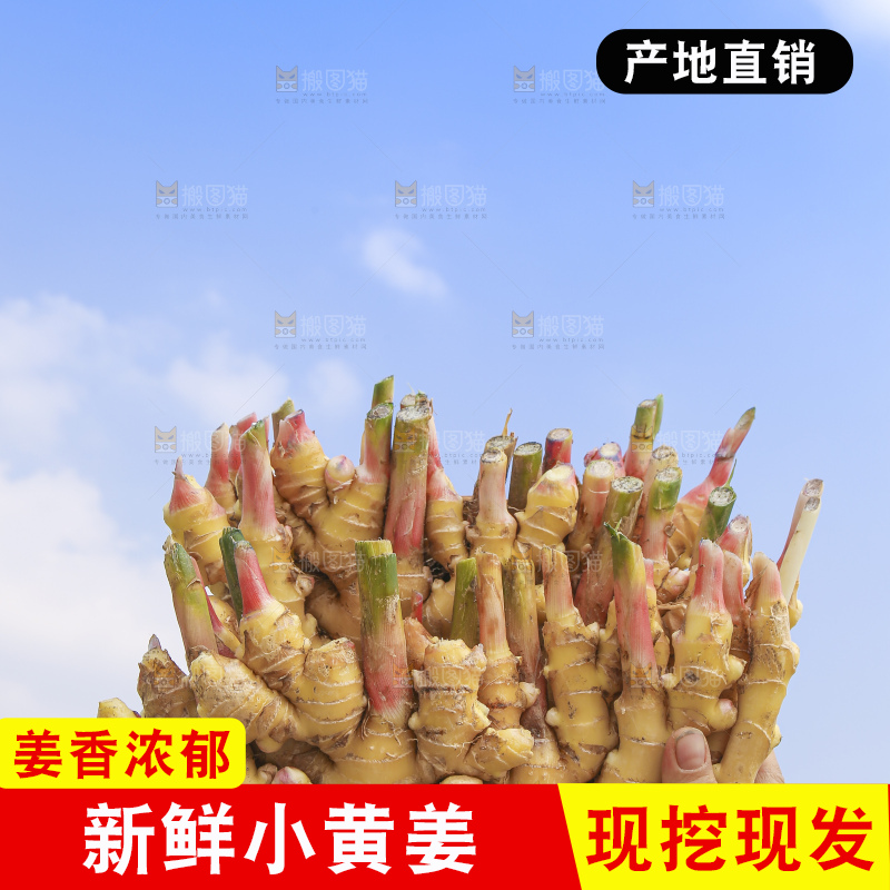 手里拿着新鲜小黄姜