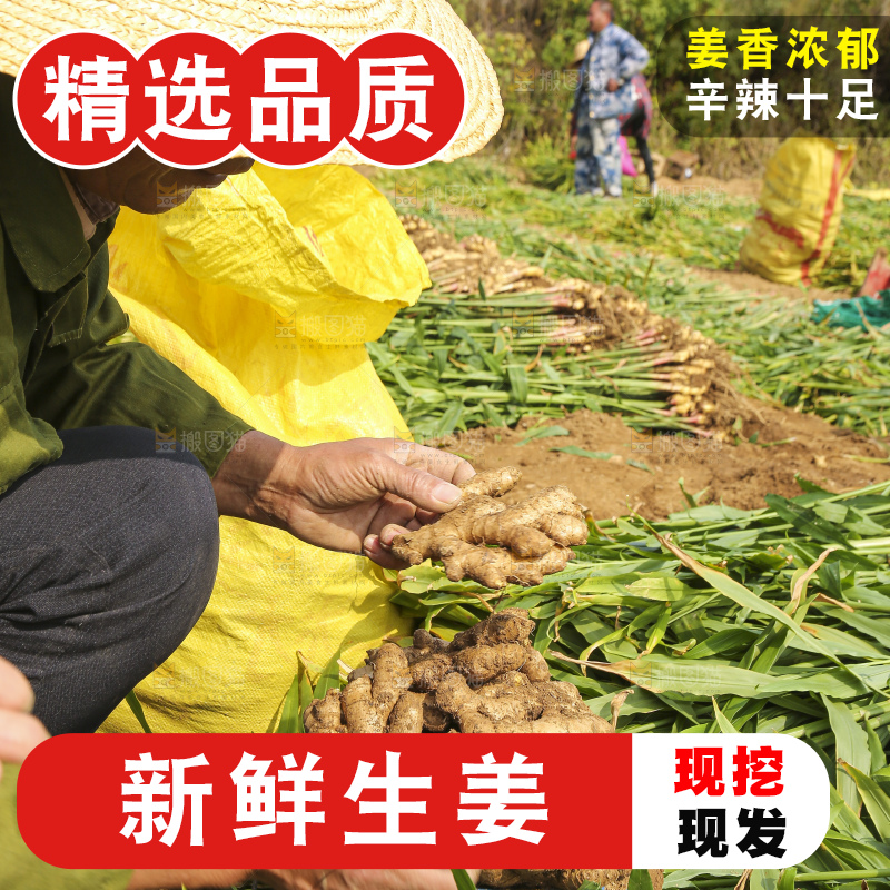 手里拿着新鲜生姜