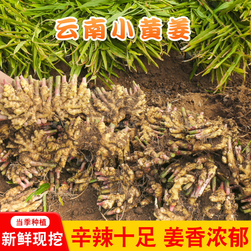 手里拿着新鲜小黄姜