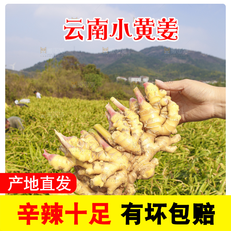 手里拿着新鲜小黄姜
