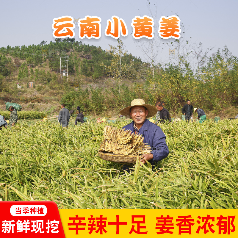 手里拿着新鲜小黄姜