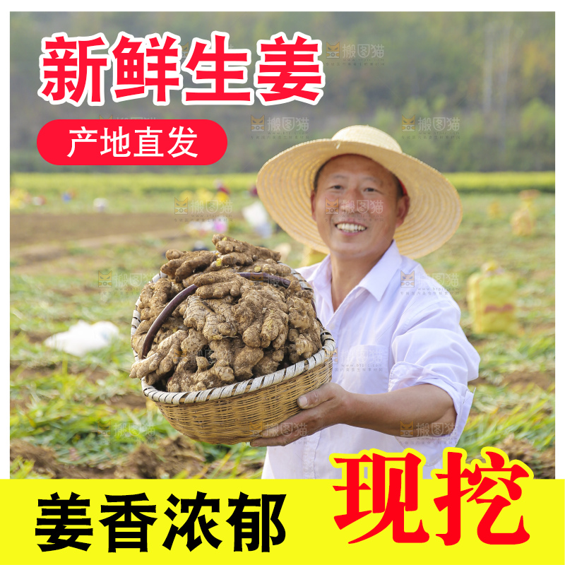 手里拿着新鲜生姜