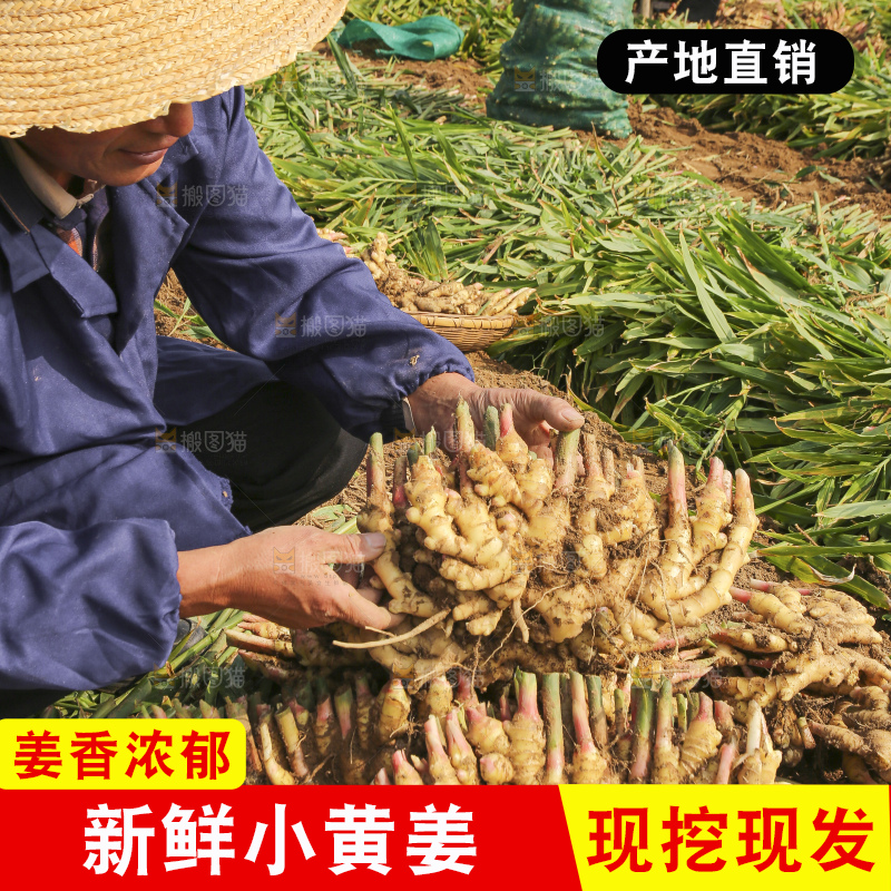 手里拿着新鲜小黄姜