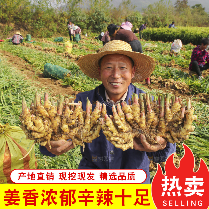 手里拿着新鲜小黄姜