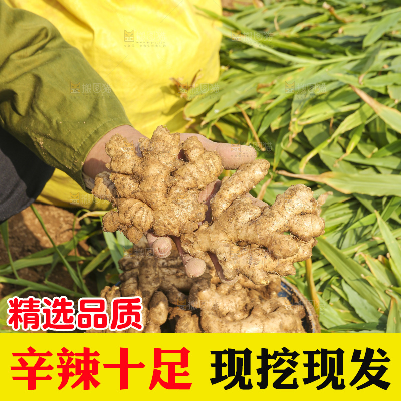 手里拿着新鲜生姜