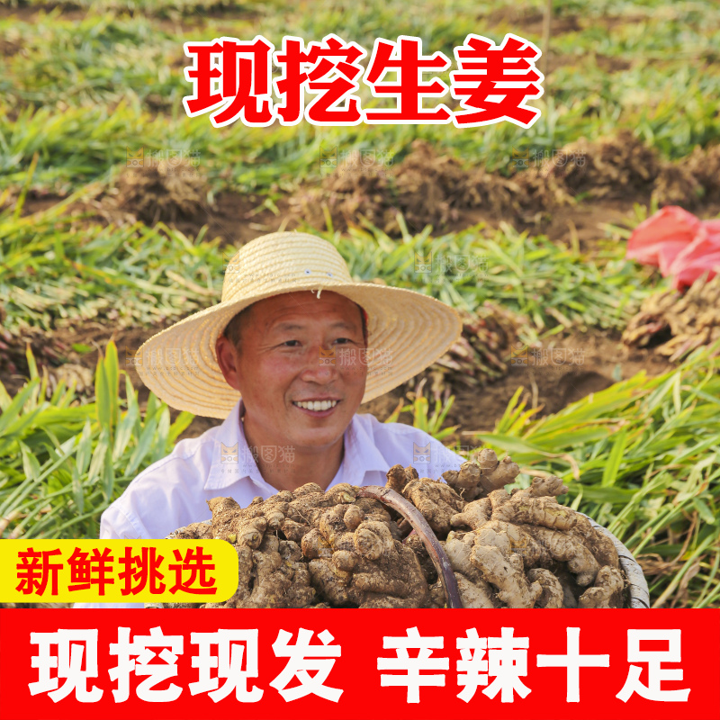 手里拿着新鲜生姜