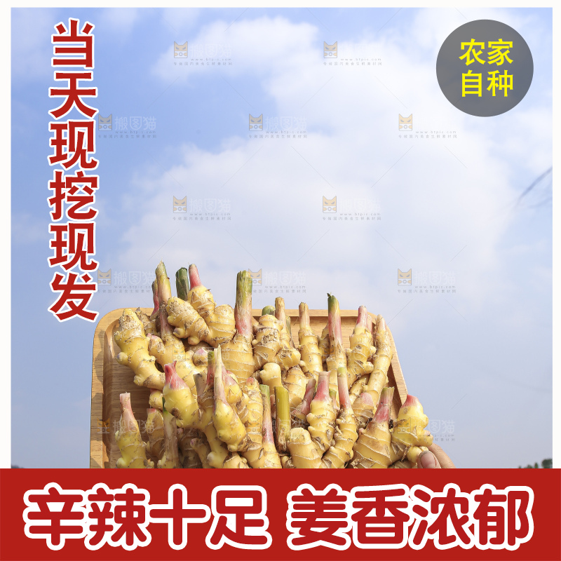 手里拿着新鲜小黄姜