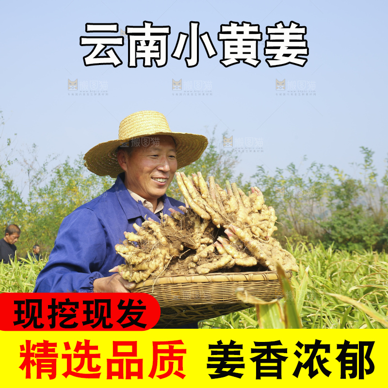 手里拿着新鲜小黄姜
