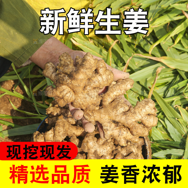 手里拿着新鲜生姜