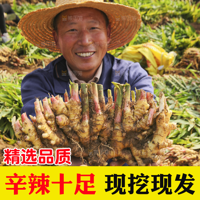 手里拿着新鲜小黄姜