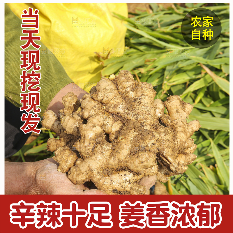 手里拿着新鲜生姜
