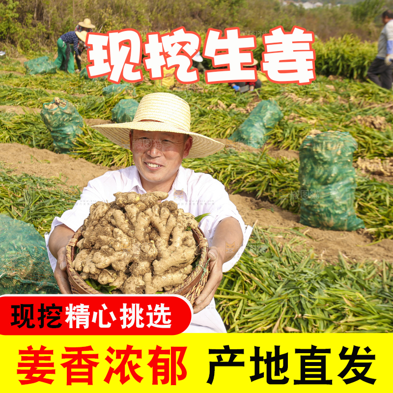 手里拿着新鲜生姜