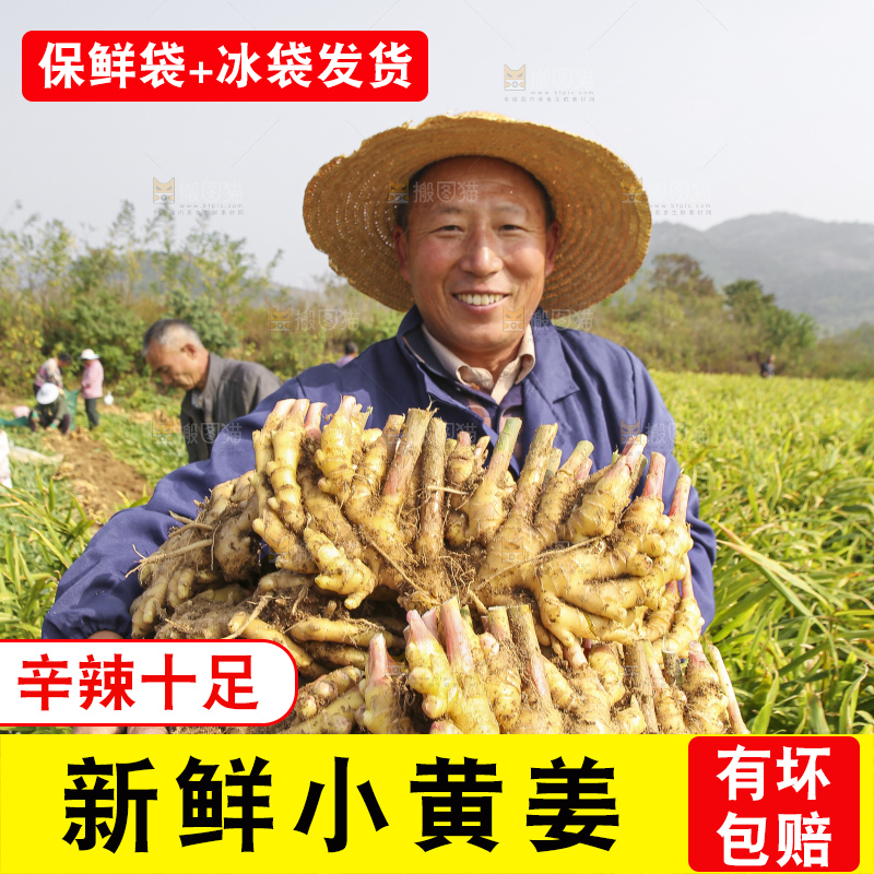 手里拿着新鲜小黄姜