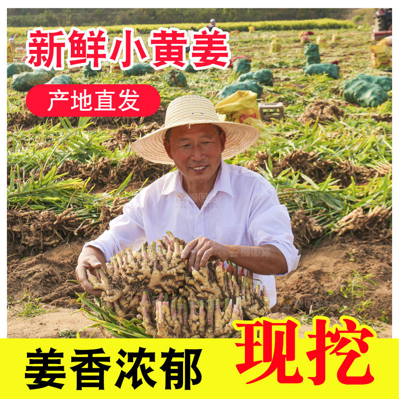 手里拿着新鲜小黄姜