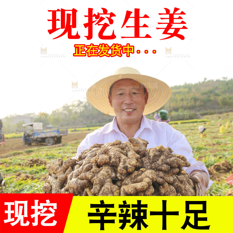 手里拿着新鲜生姜