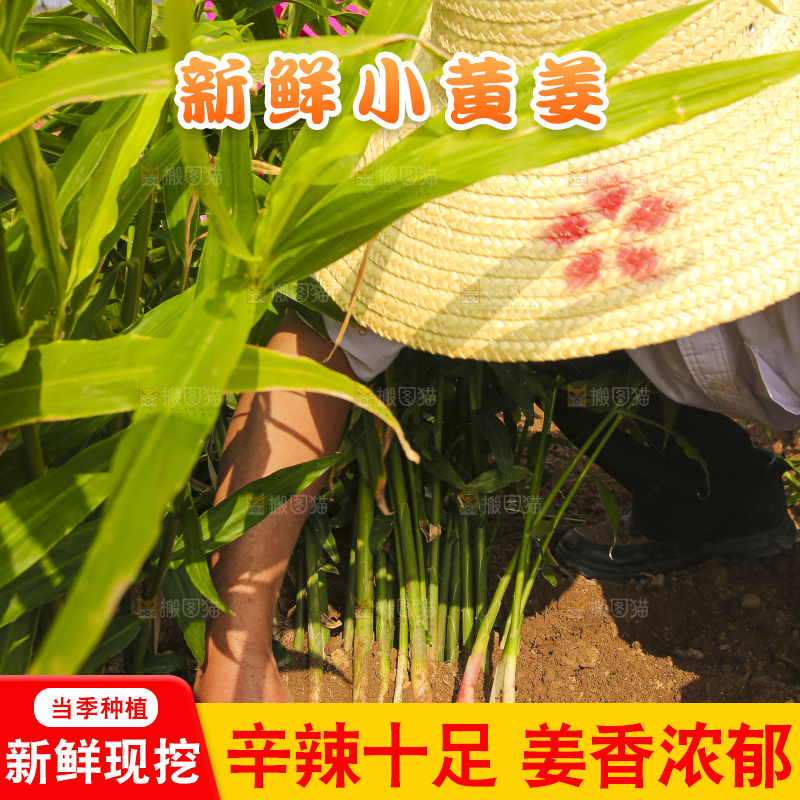 手里拿着新鲜小黄姜