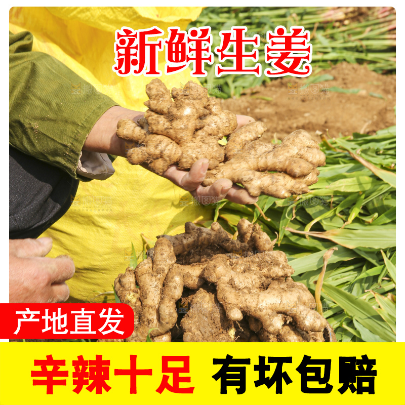 手里拿着新鲜生姜