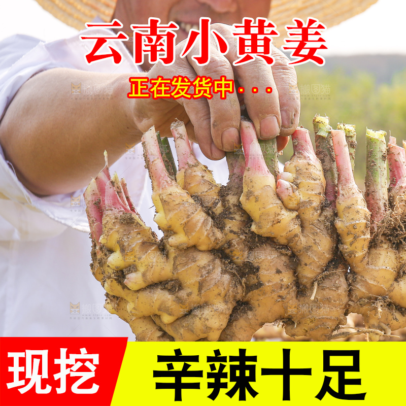 手里拿着新鲜小黄姜